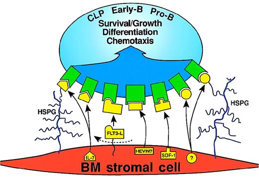 Fig. 3. BM stromal cell–derived molecules that could transduce survival/growth, differentiation, or chemotactic signals to CLP, early-B, or pro-B cells. / HSPG indicates heparan sulfate proteoglycan. The dashed arrow indicates that the membrane-bound form of Flt3 ligand is cleaved at the stromal cell surface. The question mark indicates the unknown growth factor that could bind to HSPG. IL-7 and the unknown growth factor are shown binding directly to their cognate receptors, or binding HSPG followed by binding to their cognate receptors.