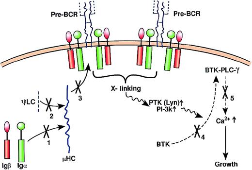 Fig. 4. Components of the pre-BCR and pre-BCR signaling pathways disrupted in B-lineage immunodeficiencies. / The left side shows the assembly of the structural components of the pre-BCR: μHC, ψLC, and the Igα/Igβ heterodimer. For simplicity, only the formation of a Fab is shown. As discussed in the text, the mechanism of pre-BCR cross-linking is unknown. By whatever mechanism, pre-BCR cross-linking activates protein tyrosine kinases (PTKs) such as Lyn, followed by a complex series of events (see Benschop et al31 and Rawlings138 for detailed reviews) culminating in initial activation of PLC-γ. Concomitant activation of PI-3 kinase leads to production of PI (3,4,5) P3, which recruits BTK to the membrane where it is phosphorylated by Lyn. BTK then phosphorylates PLC-γ, leading to sustained Ca++ flux and enhancement of growth. The assembly (solid arrows) or signaling pathways (dashed arrows) disrupted in antibody-deficiency diseases are shown by an X and a number (1 indicates mutation in Igα that would impair pre-BCR assembly; 2 indicates mutation in ψLC that would impair pre-BCR assembly; 3 indicates mutation in μHC that would impair pre-BCR assembly; 4 indicates BTK mutation in pleckstrin homology domain that would compromise binding to PI (3,4,5) P3; and 5 indicates BTKmutation in catalytic site that would compromise tyrosine phosphorylation of PCL-γ).