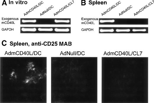 Fig. 7. Demonstration of the ability of intratumoral administration of AdmCD40L-transduced DCs to traffic to the spleen and induce T-cell activation. / The expression of CD40L mRNA by the AdmCD40L-modified DCs (panel A) was used to tract the genetically modified DCs, and immunocytochemistry for the IL-2 receptor α chain used to identify activated T cells in the local milieu. (A) AdmCD40L-mediated CD40L expression assessed by RT-PCR in DCs or control CL7 cells transduced with AdmCD40L. The RT-generated cDNA from DCs transduced with AdmCD40L or AdNull, or CL7 cells transduced with AdmCD40L was amplified with primers for exogenous mCD40L or control GAPDH mRNA. PCR products were resolved on a 1% agarose gel and stained with ethidium bromide. (B) Detection of DCs expressing AdmCD40L-mediated CD40L by nested RT-PCR in spleens from mice treated with intratumoral administration of AdmCD40L-transduced DCs. Balb/c mice were injected subcutaneously in the right midflank with 2 × 105 CT26 cells (day 0). On day 8, tumor-bearing mice were treated by intratumoral injection of 2 × 106 AdmCD40L- or AdNull-transduced DCs or AdmCD40L-transduced CL7 cells. On day 11, the RT-generated cDNA from the spleens was amplified with outer and inner primer pairs for exogenous mCD40L by nested PCR. PCR products were resolved on a 1% agarose gel and stained with ethidium bromide. PCR for the control GAPDH mRNA is shown in the lower part of the panel. (C) Immunohistochemical evaluation of spleens in panel B for CD25 (IL-2 receptor α chain). On day 11, spleens were dissected, and frozen spleen sections were stained using 10 μg/mL rat antimouse CD25 mAb, followed by the visualization with 10 μg/mL antirat IgG Oregon Green antibody. Specific immunoreactivity showed the presence of CD25-expressing cells in spleens from mice treated with AdmCD40L-modified DCs, whereas only a low level of tissue autofluorescence was evident in control spleens (AdNull/DCs and AdmCD40L/CL7).