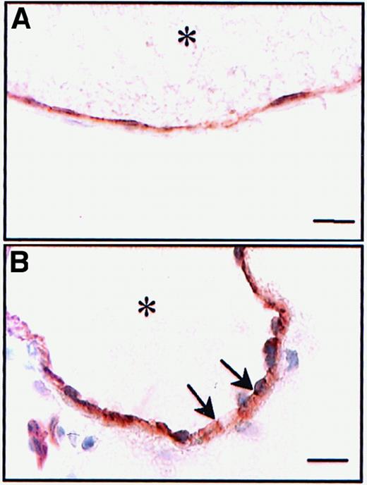 Fig. 3. Persistence of the physical integrity of the endothelial layer after A23187 treatment. / Cryostat sections of untreated (A) or A23187-treated mesenteric venules (B) were incubated with a mAb directed against PECAM-1. The activated venules were collected 1 minute after A23187 treatment (peak of platelet adhesion). Immunoreactivity for PECAM-1 was not affected byA23187. Asterisk indicates vessel lumen. Bar, 10 μm.