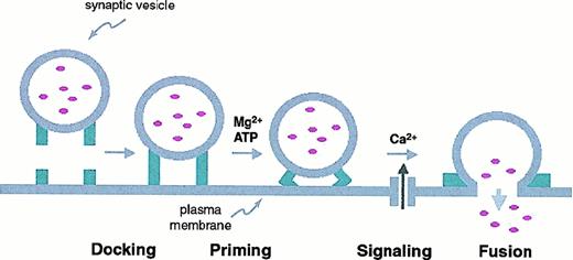 Fig. 1. Steps in neuronal exocytosis. / Synaptic vesicles containing neurotransmitters dock with the plasma membrane. The docked vesicles are primed for secretion in an ATP/Mg++-dependent process that readies them for immediate release in response to local increases in Ca++ secondary to membrane depolarization. Subsequently the vesicle and plasma membranes fuse (through a SNARE-dependent mechanism) and the vesicle contents are released into the extracellular space.