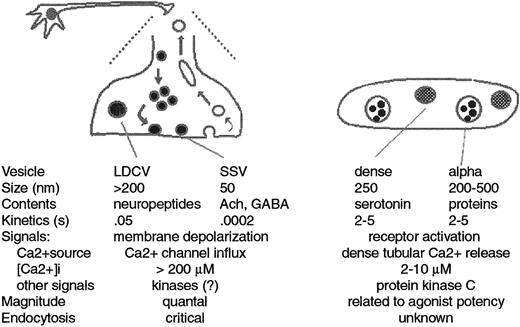Fig. 2. Physiology of regulated exocytosis in neurons and platelets. / The size and contents of vesicles, kinetics of exocytosis, secretory signals, Ca++ levels, magnitude of exocytosis, and role played by endocytosis in both cell types are shown. LDCV indicates large dense core vesicles; SSV, small synaptic vesicles.