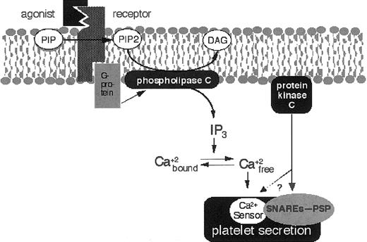 Fig. 3. Platelet activation, intracellular signaling, and secretion. / When a ligand or agonist such as thrombin interacts with its cognate receptor on the platelet membrane, phospholipase C is activated through a G-protein–dependent mechanism. Alternatively, when collagen interacts with platelets, phospholipase C is also activated but through other mechanisms (not shown). Phospholipase C cleaves PIP2to DAG, which activates protein kinase C. Phospholipase C also produces IP3, which releases Ca++ from the platelet dense tubular system. Increased intracellular Ca++ and protein kinase C work synergistically to induce platelet exocytosis. Protein kinase C phosphorylates secretory molecules such as PSP.