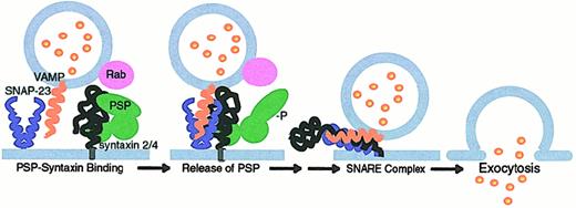Fig. 4. A hypothetical model for interactions of the SNARE machinery in platelet secretion. / 90-97106120158-162 Platelets contain the SNARE molecules syntaxin 2 and 4, SNAP-23, and VAMP. PSP (platelet Sec1 protein) binds to syntaxin 4 and can inhibit SNARE complex formation. Platelet granule membranes contain Rabs that may interact with PSP through effector molecules to play a role in vesicle docking and targeting. PSP is phosphorylated in a protein kinase C-dependent manner when platelets are activated by thrombin. This relieves the inhibitory effects of PSP on SNARE complex formation by blocking its binding with syntaxin. Alternatively, conformational changes induced in PSP by other molecules (potentially homologues of Doc2, Munc13, and so forth) may release it from syntaxin, permitting SNARE complex formation and the initiation of fusion and exocytosis.