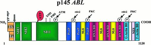 Fig. 1. Structure of the Abl protein. / Type Ia isoform is slightly shorter than type Ib, which contains a myristoylation (myr) site for attachment to the plasma membrane. Note the 3 SRC-homology (SH) domains situated toward the NH2terminus. Y393 is the major site of autophosphorylation within the kinase domain, and phenylalanine 401 (F401) is highly conserved in PTKs containing SH3 domains. The middle of each protein is dominated by proline-rich regions (PxxP) capable of binding to SH3 domains, and it harbors 1 of 3 nuclear localization signals (NLS). The carboxy terminus contains DNA as well as G- and F-actin–binding domains. Phosphorylation sites by Atm, cdc2, and PKC are shown. The arrowhead indicates the position of the breakpoint in the Bcr-Abl fusion protein.