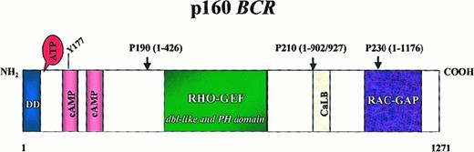Fig. 2. Structure of the Bcr protein. / Note the dimerization domain (DD) and the 2 cyclic adenosine monophosphate kinase homologous domains at the N terminus. Y177 is the autophosphorylation site crucial for binding to Grb-2. The center of the molecule contains a region homologous to Rho guanidine nucleotide exchange factors (Rho-GEF) as well as dbl-like and pleckstrin homology (PH) domains. Toward the C-terminus a putative site for calcium-dependent lipid binding (CaLB) and a domain with activating function for Rac-GTPase (Rac-GAP) are found. Arrowheads indicate the position of the breakpoints in the BCR-ABL fusion proteins.