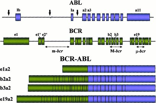 Fig. 3. Locations of the breakpoints in the ABL andBCR genes and structure of the chimeric mRNAs derived from the various breaks.