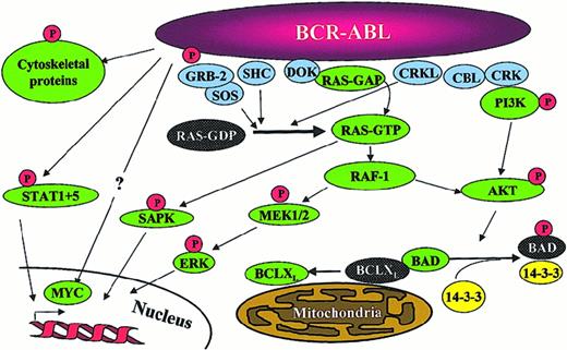 Fig. 4. Signaling pathways activated in. / BCR-ABL–positive cells. Note that this is a simplified diagram and that many more associations between Bcr-Abl and signaling proteins have been reported.