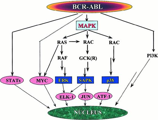 Fig. 6. Signaling pathways with mitogenic potential in. / BCR-ABL–transformed cells. The activation of individual paths depends on the cell type, but the MAP kinase system appears to play a central role. Activation of p38 has been demonstrated only in v-abl–transformed cells, whereas data forBCR-ABL–expressing cells are missing.