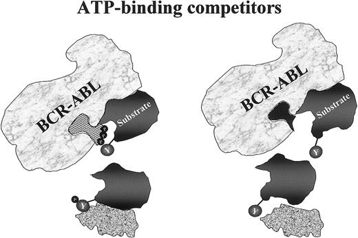 Fig. 7. Mechanism of action of tyrosine kinase inhibitors. / The drug competes with ATP for its specific binding site in the kinase domain. Thus, whereas the physiologic binding of ATP to its pocket allows Bcr-Abl to phosphorylate selected tyrosine residues on its substrates (left diagram), a synthetic ATP mimic such as STI571 fits this pocket equally well but does not provide the essential phosphate group to be transferred to the substrate (right diagram). The downstream chain of reactions is then halted because, with its tyrosines in the unphosphorylated form, this protein does not assume the necessary conformation to ensure association with its effector.