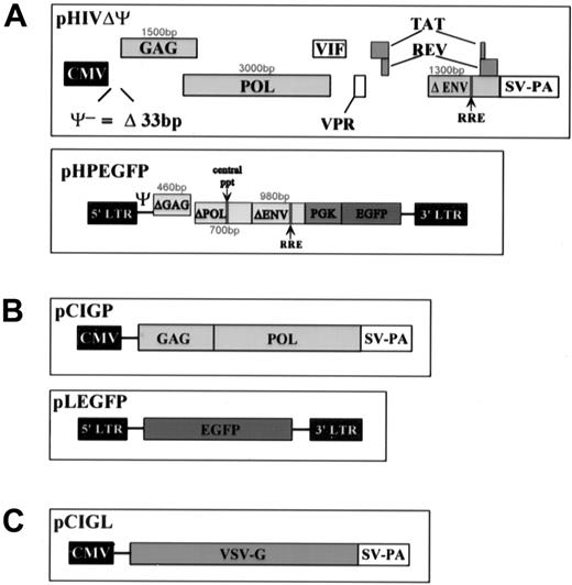 Fig. 1. Representation of the VSV-G pseudotyped lentivirus and MLV used in the experiments. / (A) Top: HIV-based packaging construct, bottom: HIV-based vector. (B) Top: MLV-based packaging vector, bottom: MLV-based vector. (C) Envelope construct.
