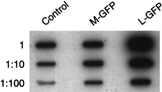 Fig. 2. Representative slot blot analysis of the retroviral titers of the supernatant for the M-GFP and L-GFP vectors used in our co-transduction assay. / Equal volumes of each supernatant were taken, viral RNA was extracted, and serial 10-fold dilutions were analyzed by slot blot analysis, using a GFP probe. The titers were compared with a control supernatant from an Ecotropic-GFP-MLV producer cell line of which the titer was known.