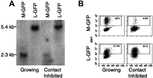 Fig. 3. Lentivirus vectors transduce growth-inhibited cell lines more efficiently than MLV vectors. / (A) Representative Southern blot analysis of DNA extracted from 3T3 transduced while growing or while contact inhibited with either a MLV-GFP-VSV-G (M-GFP) or a lentivirus-GFP-VSV-G (L-GFP). After transduction, the cells were either allowed to grow or growth inhibited for 72 hours before analysis. DNA was digested with Sst, which cuts twice in each vector and yields a 2.3-kb fragment for M-GFP and a 5.4-kb fragment for L-GFP. The membrane was probed with a P32-labeled probe. (B) FACS analysis of the same cells as in A. Untransduced 3T3 cells were used as a negative control, the gate was set at less than 0.1% positive. Dead cells were excluded by propidium iodide staining.