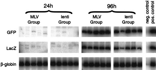 Fig. 5. Lentivirus and MLV vectors transduce HSCs with similar efficiency. / Representative co-transduction assay of Lin− mouse BM cells co-transduced with MLV-GFP-VSV-G (M-GFP) and ecotropic-MLV-LacZ (MLV group) or lentivirus-GFP-VSV-G (L-GFP) and ecotropic-MLV-LacZ (lenti group). Lin− mouse BM cells were transduced for 24 hours without cytokines with medium changed at 0 and 12 hours or for 96 hours in IL-3, IL-6, and SCF with medium changed every 24 hours. After transduction, the cells were injected intoW/Wv recipients. Peripheral blood DNA from the recipients was analyzed 16 weeks after transplant for the presence of the proviruses by PCR, using GFP- and LacZ-specific primers. PCR of the VSV-G-EGFP provirus generates a 586-bp product, and PCR of the ecotropic-lacZ provirus generates a 289-bp product. DNA from the producer cell lines was used as a positive control, and DNA from an untransplanted mouse was used as a negative control. The mouse adult β-globin gene was amplified as an internal control. Phosphor Imager analysis confirmed that each sample had equivalent amounts of DNA.