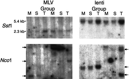Fig. 6. Both lentivirus and MLV vectors transduce stem cells. / Southern blot analysis of DNA extracted from the BM (M), spleen (S), and thymus (T) of animals was transplanted with cells transduced for 96 hours in cytokines with M-GFP (MLV group) and L-GFP (lenti group). DNA was collected 16 weeks after transplant and digested withSst1, which cuts twice in each vector, producing a 2.3-kb fragment for M-GFP and a 5.4-kb fragment for L-GFP, andNco1, which cuts once in each vector, for insertion-site analysis. The membranes were probed with a P32-labeled GFP probe.