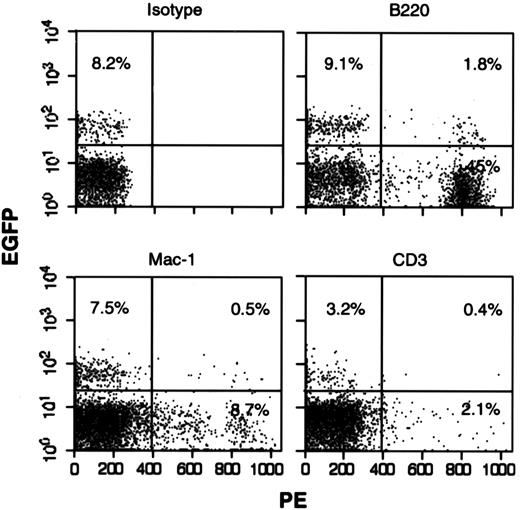 Fig. 7. GFP expression in multiple lineages. / FACS analysis of 1 mouse transplanted with cells transduced with the lentivirus-GFP in our 96-hour with cytokines protocol. Peripheral blood was collected 16 weeks after transplant and stained with an isotype-PE, B-220-PE, Mac-1-PE, or CD3-PE. Gates were set for GFP, using an untransplanted mouse and for lineage by isotype staining. Dead cells were excluded with propidium iodide.