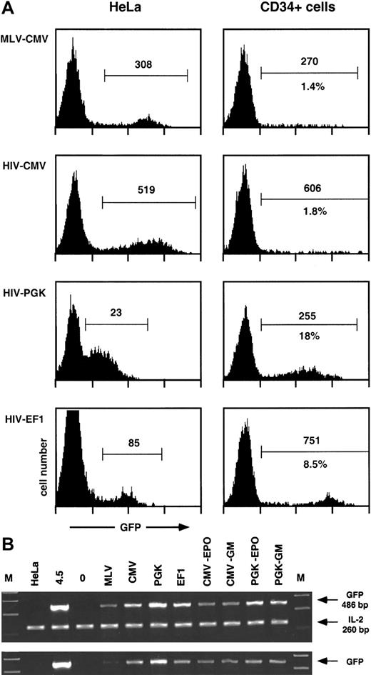 Fig. 1. Transgene transfer and expression after transduction of human CD34+ cells with MLV and HIV vectors. / Human CD34+ cells from umbilical cord blood (105 cells) were transduced with 106 HeLa-TU of MLV- or the indicated HIV-derived GFP encoding vectors, previously treated with DNAse I, as described in “Materials and methods.” After 4 days, cells were analyzed by flow cytometry for GFP expression (A) and lysed for PCR analysis of the presence of GFP transgene (B). Results from 1 experiment representative of 2 independent evaluations are shown. (A) Expression of the GFP transgene after transduction of human CD34+ cells or HeLa cells. Results are represented as histograms of GFP fluorescence intensity (x-axis, 4-log scale) versus cell number (y-axis, linear). GFP+ cells (within marker) were analyzed for percentage (lower number) and median of fluorescence intensity (upper number). Percentages were omitted in HeLa cells because the histograms were obtained from titration experiments of the corresponding vectors. (B) Presence of the GFP transgene after transduction and expansion of human CD34+ cells. Cellular extracts equivalent to 5000 cells (upper panel) were amplified as described in “Materials and methods” with GFP-specific primers, together with IL-2–specific primers as internal controls. Sizes of the corresponding PCR products are indicated. Lanes are as follows: M, molecular weight marker; HeLa (negative control for GFP, positive control for IL-2); 4.5, a clone of HeLa containing 1 copy of HIV-CMV-GFP vector; 0, untransduced CD34+ cells; MLV-CMV-PGK-EF1, CD34+ cells transduced with the corresponding vectors (see A); CMV-EPO, CD34+ cells transduced with HIV-CMV vector (lane CMV) and analyzed after expansion and differentiation into erythroid cells (see text); CMV-GM, same as CMV-EPO but analyzed after expansion and differentiation into monocytic cells (see text); PGK-EPO and PGK-GM, same as CMV-EPO and CMV-GM but from CD34+ cells transduced with HIV-CMV vector (lane PGK). To ensure proportionality, cellular extracts equivalent to 1700 cells (lower panel) were amplified separately.