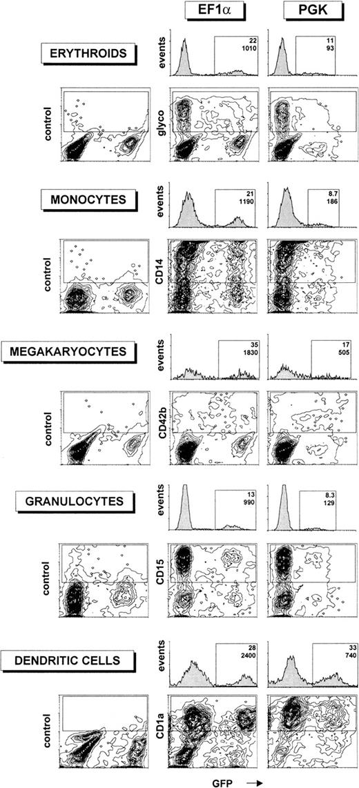 Fig. 3. Transgene expression in differentiated hematopoietic lineages after transduction of human CD34+ cells with HIV-derived vectors. / Human CD34+ cells from umbilical cord blood (105 cells) were transduced with 106 TU of HIV vectors (corresponding to an MOI of 10) containing either the EF1α or the PGK promoters and differentiated into various hematopoietic lineages as described in “Materials and methods.” After differentiation, HIV-EF1α– (first and second column) or HIV-PGK–transduced cells (third column) were analyzed by flow cytometry for both GFP (x-axis) and lineage-specific marker expression (glycophorin, CD14, CD42b, CD15, and CD1a, respectively, for erythroids, monocytes, megakaryocytes, granulocytes, and DCs). Isotype control antibodies were used in the first column. For each promoter, cell populations expressing high levels of lineage-specific markers were gated (upper rectangle in 2-dimensional plots), and monoparametric frequency histograms of GFP expression for these cells were generated (located above the 2-dimensional plots). The percentage of GFP+ cells (upper number) and median of fluorescence intensity of GFP (lower number) was determined. For the experiment generating erythroids, monocytes, megakaryocytes, and granulocytes, the fraction of GFP+ CD34+ cells before differentiation was 22% for EF1 and 16% for PGK. For the experiment generating DCs, the fraction of GFP+ precursors before differentiation was 32% for EF1 and 29% for PGK. These data are representative of 4 independent experiments.