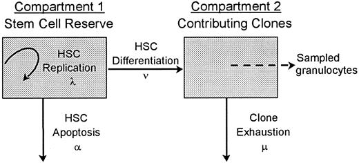 Fig. 1. A 2-compartment stochastic model of HSC behavior. / Each HSC in the hemopoietic stem-cell reserve may by chance replicate (resulting in a second, identical HSC in this compartment), undergo apoptosis, or differentiate. These fates are probabilistic (stochastic) and occur at mean rates of λ, α, and ν, respectively. An HSC that commits to a differentiation and maturation program initiates a clone that contributes to hemopoiesis until exhaustion (the mean rate of clone exhaustion is μ). R is the number of HSCs in the stem-cell reserve. R0 is the number of HSCs in the stem-cell reserve at time zero, ie, the number of transplanted HSCs. C is the number of contributing clones andC0 is the number of contributing clones immediately after transplantation. Although individual HSC decisions are modeled as random or stochastic and are independent in terms of probability theory, the rates at which the different decisions happen in the HSC compartment are density dependent.1