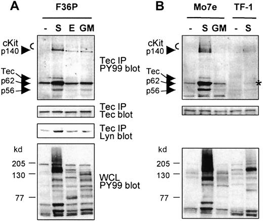 Fig. 1. Tec is activated in erythroid cells and complexes with various proteins following SCF addition. / (A, B) Tec was immunoprecipitated from F36P, Mo7e, and TF-1 cells incubated with SCF (S; 5 minutes), EPO, or GM-CSF (E, GM; 10 minutes) at 37°C. The immunoprecipitates (15 × 106 cells each) were analyzed by Western blotting with antiphosphotyrosine (PY99; top panels) and anti-Tec (middle panels). Tec precipitates from F36P cells were also analyzed with anti-Lyn (middle panel). As a control, whole cell lysates were analyzed with antiphosphotyrosine (lower panels). Tec is specifically phosphorylated by SCF and complexes with cKit and proteins of 56, 62, and 140 kd, following SCF addition (indicated by arrows). Co-precipitating p62 in SCF-stimulated TF-1 cells is marked with an asterisk.