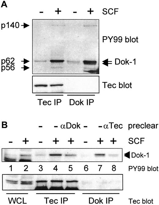 Fig. 2. The p62 coprecipitating with Tec is p62Dok-1. / (A) Tec and Dok-1 were immunoprecipitated from whole cell lysates of nonstimulated and SCF-incubated F36P cells and analyzed by Western blotting with antiphosphotyrosine (PY99; top panel) and anti-Tec (lower panel). Two species of Dok-1 are phosphorylated by SCF (indicated by arrows), of which the upper one comigrates with Tec-associated p62. Proteins of 56 and 140 kd are observed in both Tec and Dok-1 precipitates of SCF-treated cells (indicated by arrows). (B) Lysates of SCF-stimulated F36P cells were precleared with anti-Dok-1, followed by Tec immunoprecipitation, or vice versa. The lysates were analyzed by Western blotting with antiphosphotyrosine (top panel) and anti-Tec (lower panel). Pretreatment of the lysates reduces the amount of phosphorylated p62/Dok-1, indicating that p62 is identical to the slower migrating species of Dok-1.