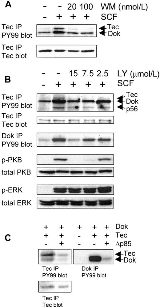 Fig. 3. Tec and Dok phosphorylation depends on PI3-K activity. / F36P cells were incubated with different concentrations of the PI3-K inhibitors wortmannin (WM; 20 minutes; A) or LY294002 (LY; 60 minutes; B) at 37°C, after which the cells were incubated with SCF for 5 minutes. (A) Tec immunoprecipitates were analyzed by Western blotting with antiphosphotyrosine (top panel) and anti-Tec (lower panel). WM clearly inhibits Tec and Dok-1 phosphorylation. (B) Lysates were incubated with anti-Tec and anti-Dok-1. Tec immunoprecipitates were analyzed by Western blotting with antiphosphotyrosine and anti-Tec; Dok precipitates were analyzed with antiphosphotyrosine. LY clearly inhibits Tec and Dok-1 phosphorylation. Whole cell lysates (1 × 106 cells) were also analyzed with antiphospho-PKB and antiphospho-ERK as control for the specificity of LY. LY inhibits PKB phosphorylation but not ERK phosphorylation. (C) The 293 cells were transfected with expression vectors encoding Tec, Dok-1, or Δp85, or with empty vector (−). Tec and Dok-1 immunoprecipitates were analyzed by Western blotting with antiphosphotyrosine (top panels) and anti-Tec (lower left panel). Tyrosine phosphorylation of Tec and Dok-1 can be blocked by coexpression of dominant negative PI3-K (Δp85).