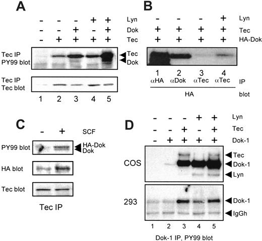 Fig. 4. Dok-1 is a substrate of Tec and Lyn in 293 cells. / (A) The 293 cells were transfected with expression vectors encoding Tec, Lyn, or Dok-1, or with empty vector (−). Tec immunoprecipitates were analyzed by Western blotting with antiphosphotyrosine (top panel) and anti-Tec (lower panel). Dok-1 coprecipitates with Tec, especially in the presence of Lyn. (B) The 293 cells were cotransfected with HA-tagged Dok-1 and Tec, together with (+) or without (−) Lyn. Lysates were incubated with anti-HA, anti-Dok-1, or anti-Tec, after which the precipitates were analyzed with anti-HA. Lyn stabilizes the interaction between Tec and HA-Dok-1. (C) F36P cells were stably transfected with HA-Dok-1. Tec was precipitated from lysates of nonstimulated (−) or SCF-treated (+) cells, after which the precipitates were analyzed with antiphosphotyrosine (upper panel), anti-HA (middle panel), and anti-Tec (lower panel). More HA-tagged Dok-1 is precipitated after SCF stimulation, indicating that the association of Tec and Dok-1 is stabilized within the cKit-signaling complex. (D) COS cells (upper panel) and 293 cells (lower panel) were transfected with empty vector (−) or a Dok-1 expression plasmid (+), or cotransfected with Tec and/or Lyn. Dok-1 immunoprecipitates were analyzed by Western blotting with antiphosphotyrosine (top panel). In COS cells, both Tec and Lyn can phosphorylate Dok-1, whereas in 293 cells Dok-1 is a better substrate for Tec than for Lyn.