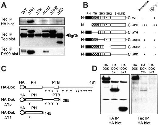 Fig. 5. Domains involved in Tec/Dok association. / (A) The 293 cells were cotransfected with HA-Dok-1 and different Tec mutants. Tec immunoprecipitates were analyzed by Western blotting with anti-HA (top panel), anti-Tec (middle panel), and antiphosphotyrosine (lower panel). The TH and SH2 domains of Tec are crucial for the direct interaction with HA-Dok-1. (B) Schematic representation of the Tec mutants used and their Dok-1 interaction and phosphorylation properties. (C) Schematic representation of full-length HA-Dok-1, HA-DokΔY5, and HA-DokΔY1. Tyrosine residues (Y), the PH and PTB domains and total number of amino acids are indicated. (D) The 293 cells were cotransfected with Tec and different HA-Dok-1 deletion constructs. Lysates were incubated with anti-HA for expression control and with anti-Tec. Precipitates were analyzed with anti-HA. Although the HA-Dok deletion constructs are equally expressed (left panel), only full-length HA-Dok and a reduced amount of HA-DokΔY5 are detected in Tec precipitates (right panel), indicating that 2 domains in Dok-1 are involved in the binding to Tec.