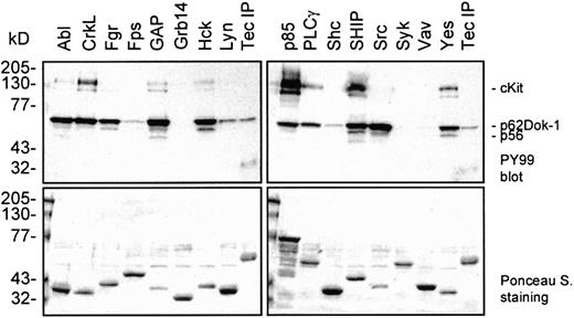Fig. 6. SH2 domains of distinct signaling molecules bind to phosphorylated Dok-1. / GST-fusion proteins containing the SH2 domains of several signaling molecules were incubated with lysates of SCF-induced Mo7e cells. As a reference for p62Dok-1, a Tec immunoprecipitate was included. The precipitates were analyzed by Western blot analysis with an antiphosphotyrosine antibody (upper panels). The blots were stained with Ponceau S as a control for the amount of added GST-fusion protein (lower panels). Phosphorylated Dok-1 binds to the SH2 domains of various signaling intermediates.