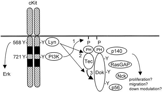 Fig. 7. Model for Tec/Dok-1 phosphorylation in SCF-induced signaling. / See “Discussion” section for details.