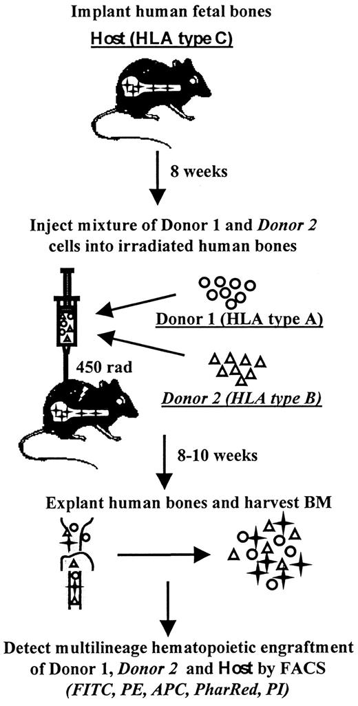 Fig. 1. Schematic representation of triple HLA-mismatched SCID-hu bone model. / In the SCID-hu bone assay, a candidate stem cell population is microinjected into an HLA-mismatched fetal bone fragment implanted in an immunodeficient mouse. The bone fragment is retrieved and flow cytometrically analyzed 8 to 10 weeks later for the presence of donor-derived multilineage hematopoiesis. In the triple HLA-mismatched SCID-hu bone model, 2 different donors bearing distinct HLA alleles are injected into the same fetal bone graft with a third distinct HLA type. At the termination of the assay, the multilineage hematopoietic contribution of each of the 2 donors as well as the contribution of the recipient is determined in a 5-color flow-cytometric assay using monoclonal antibodies specific for human HLA allotypes and for various hematopoietic markers.