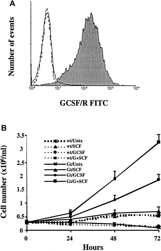 Fig. 1. Transduced MO7e-G cells express the G-CSF receptor and show synergistic proliferation in response to SCF and G-CSF. / (A) Three days after infection, MO7e cells transduced with pMFG-G-CSF receptor retroviral concentrate (MO7e-G cells) were stained with either antihuman G-CSF receptor antibody (filled) or an idiotype control (unfilled), and fluorescein isothiocyanate–conjugated secondary antimouse antibody, and analyzed by flow cytometry. One experiment representative of 4 is presented, in which 94% of the cells express the receptor. Untransfected wild-type MO7e cells did not express the G-CSF receptor (dotted line). (B) Parental MO7e cells and MO7e-G cells were factor starved for 18 hours and then incubated in medium containing no growth factor, 100 ng/mL SCF, 10 ng/mL G-CSF, or both. The data presented represent the means and SD of 4 independent experiments.