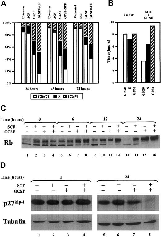 Fig. 2. Cytokine treatment of MO7e-G cells with G-CSF and SCF leads to a shortening of the G1/G0 phase of the cell cycle and a decrease in p27kip-1. / MO7e-G cells were starved overnight and then cultured with cytokines as indicated. At each time point, cells were stained with propidium iodide, and DNA content was determined by flow cytometry. (A) The percentage of cells in each phase of the cell cycle was determined (1 representative experiment of 4 is presented). (B) The duration of each phase was derived from the cell cycle distribution at 48 hours (steady-state exponential growth) and the doubling time of the population. (C,D) MO7e-G cells were cultured as described for the indicated times, after which whole cell extracts were prepared and immunoblots were performed to Rb, p27kip-1, and tubulin.