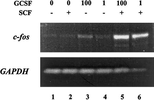 Fig. 3. Treatment of MO7e-G cells with the combination of G-CSF and SCF leads to synergistic induction of c-. / fos. MO7e-G cells were factor starved overnight, then treated for 30 minutes with SCF (100 ng/mL), G-CSF (1 or 100 ng/mL) or both. RNA was harvested and analyzed by semiquantitative RT-PCR with primers specific for c-fos (upper) andGAPDH (lower).