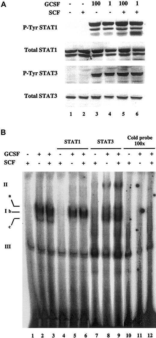 Fig. 4. Tyrosine phosphorylation and DNA binding of STAT1 and STAT3 induced by G-CSF is not affected by SCF. / MO7e-G cells were factor starved overnight, then treated for 15 minutes with SCF (100 ng/mL), G-CSF (1 or 100 ng/mL), or both. (A) Total cell extracts were prepared and Western blots were performed to detect total and tyrosine-phosphorylated forms of STAT1 and STAT3. The same membrane was stripped and reprobed for each blot. (B) Nuclear extracts were prepared and binding was assessed to a 32P-labeled double-stranded oligonucleotide containing a STAT-binding high-affinity sequence. G-CSF was used at a concentration of 1 ng/mL. Ia, Ib, and Ic indicate specific STAT-DNA complexes; II, “super-shifted” complexes; III, nonspecific complexes.