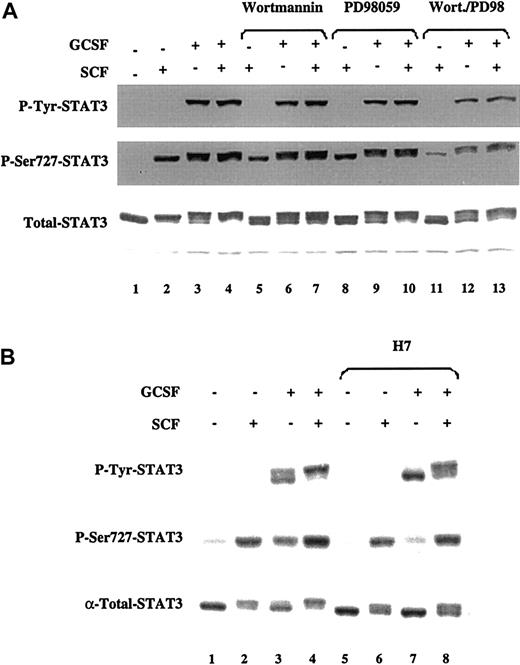 Fig. 5. SCF and G-CSF induce ser727 phosphorylation of STAT3 through activation of distinct serine/threonine kinases. / MO7e-G cells were factor starved for 18 hours and then either left untreated or treated with SCF (100 ng/mL), G-CSF (10 ng/mL), or both. Where indicated, cells were incubated for 1 hour prior to cytokine treatment with PD98059 (100 μmol/L), wortmannin (500 nmol/L), or H7 (50 μmol/L). Western blots were performed with the indicated antibodies. The same membrane was stripped and reprobed for each blot.