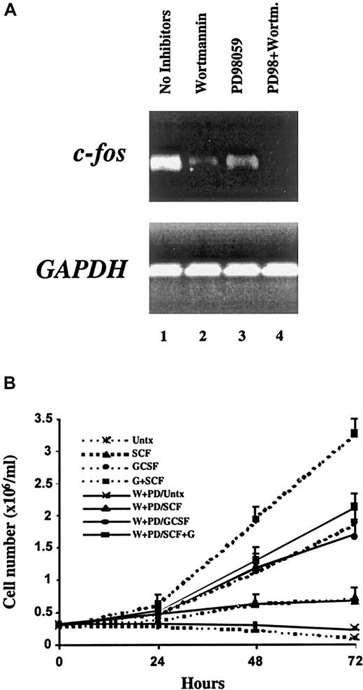 Fig. 6. Proliferation and c-. / fos activation induced by G-CSF and SCF require PI3K and ERK activity. (A) MO7e-G cells were factor starved overnight, incubated with the indicated compounds, then treated for 30 minutes with SCF (100 ng/mL) and G-CSF (10 ng/mL). RNA was extracted and analyzed by semiquantitative RT-PCR with primers specific for c-fos (upper) and GAPDH (lower). (B) MO7e-G cells were factor starved for 18 hours, incubated with or without the combination of PD98059 (P) and wortmannin (W), then cultured in the presence of no growth factor, SCF (100 ng/mL), G-CSF (10 ng/mL), or both. Cell counts were obtained daily and are presented as the means and SD of 4 independent experiments.