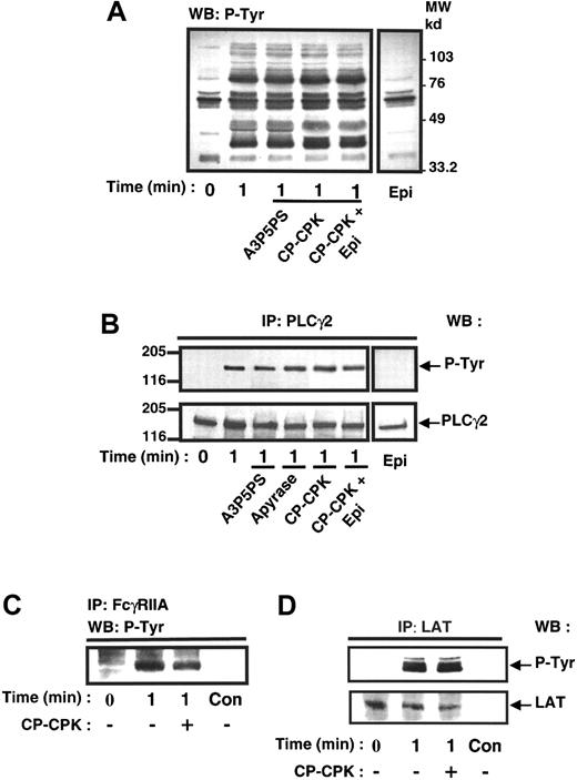 Fig. 5. ADP is not significantly involved in FcγRIIA-mediated protein tyrosine phosphorylation. / Platelets were preincubated in the absence or in the presence of A3P5PS, CP-CPK, and CP-CPK and 1 μmol/L epinephrine and stimulated by FcγRIIA cross-linking. The effect of 1-μmol/L epinephrine alone was also assessed. (A) Immunoblotting of platelet total protein extracts with the antiphosphotyrosine antibody 4G10. PLCγ2 (B), FcγRIIA (C), and LAT (D) were immunoprecipitated and submitted to immunoblotting with 4G10 antibody. As a loading control, the nitrocellulose membranes were stripped and reprobed with anti-PLCγ2 antibody and anti-LAT antibody (lower panels). (C) Immunoprecipitations performed with nonimmune serum as a control (C,D). Con, control. Data are representative of 3 to 4 independent experiments.