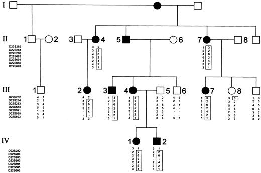 Fig. 1. Italian Fechtner family pedigree and typing for 8 chromosome 22 markers. / Circles represent females, and squares represent males. Open symbols denote unaffected family members; closed symbols denote affected family members. Critical recombinations in family members II-4, III-2, III-8, IV-1, and IV-2 define a 2-6-2-4-2-1 haplotype that is coinherited with the disease and that is not shared by the unaffected family members.