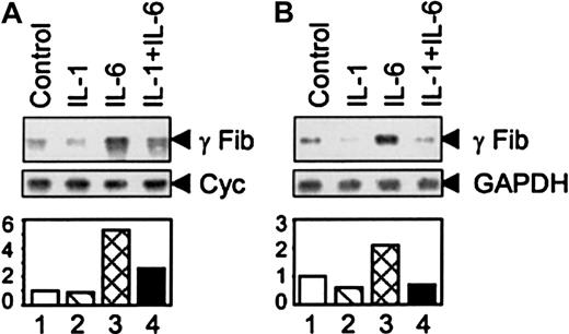 Fig. 1. IL-1β inhibits IL-6-mediated γ fibrinogen gene expression. / (A) Total RNA was prepared from rat primary hepatocytes following treatment with IL-1β and IL-6 as indicated. The arrows on the right side indicate the migration positions of rat γ fibrinogen mRNA and cyclophilin mRNA, respectively. (B) Total RNA was prepared from human hepatoma HepG2 cells following treatment with IL-1β and IL-6. The arrows on the right side indicate the migration positions of human γ fibrinogen mRNA and GAPDH mRNA, respectively. The graphic represents the quantification results from one experiment of 2 independent studies.