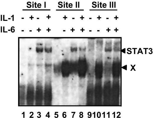 Fig. 4. IL-1β-activated protein complexes associate with the site II and site III probes. / EMSA was performed as described in “Materials and methods.” Nuclear extracts were prepared from rat primary hepatocytes following exposure to the indicated cytokines. Site I, site II, and site III probes are derived from the 3 IL-6REs of the rat γ fibrinogen gene. The arrows on the right side indicate the migration positions of 2 different protein complexes, the IL-6-induced STAT3 complex, and the IL-1-induced complex X.