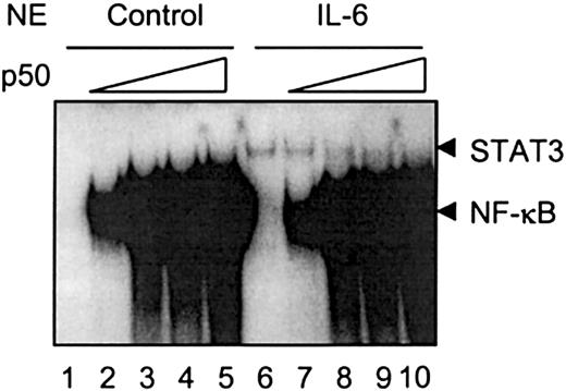 Fig. 6. NF-κB competes with STAT3 binding to the γ fibrinogen site II probe. / The in vitro binding assays were performed as described in “Materials and methods.” Nuclear extracts prepared from rat primary hepatocytes stimulated with IL-6 were used as a crude source of activated STAT3 to show STAT3 DNA binding activity. Recombinant NF-κB p50 protein was premixed with nuclear extracts prepared from control cells or IL-6-stimulated cells at increasing amounts (0.1 ng to 5 ng) before normal EMSA procedures. The arrows on the right side indicate the migration positions of STAT3 and NF-κB complexes. The gel was exposed for 2 days.