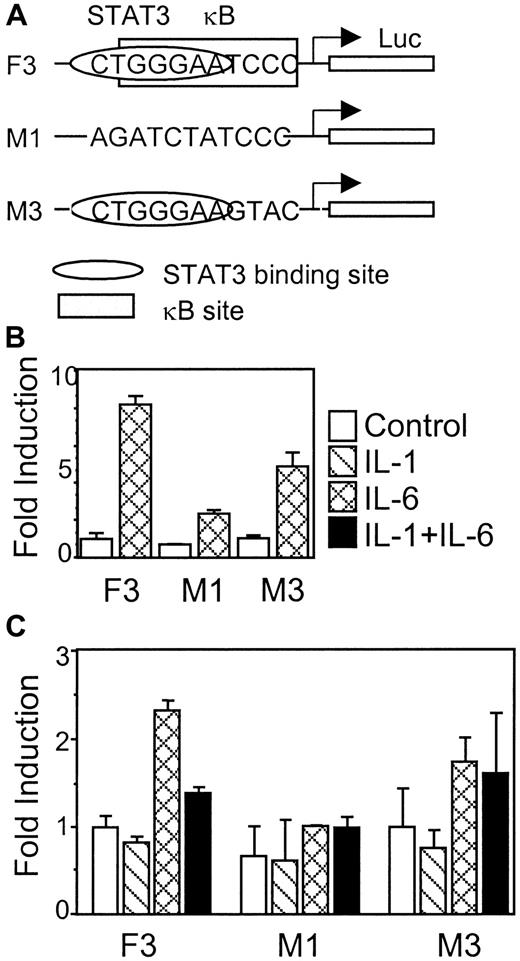 Fig. 7. The κB site that overlaps with the STAT3 binding site is required for IL-1β inhibition. / (A) Diagrams of constructs F3, M1, and M3 show the relative position and modifications of the STAT3 and NF-κB binding sites. (B) Each construct was transfected into rat hepatoma H4IIE cells to test for its IL-6 response. (C) Each construct was transfected into human hepatoma HepG2 cells to test for the IL-1β-inhibitory function. The results presented are the means of fold induction above the control levels from triplicate experiments. The error bars indicate the standard deviations.