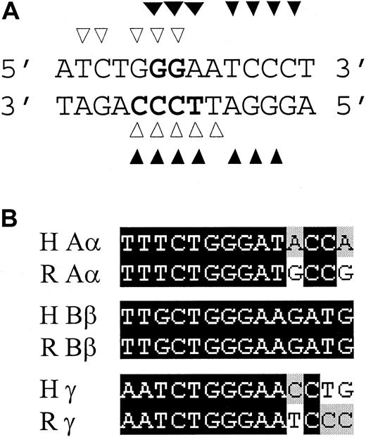 Fig. 8. Sequence analyses of the IL-6–responsive regions of fibrinogen genes. / (A) Competing for DNA base contact on rat γ fibrinogen gene site II region by STAT3 and NF-κB. The contacting bases for STAT3 (open triangle) and NF-κB (closed triangle) within the site II probe are shown, based on the 3-dimensional structure of STAT3β homodimer34 or the NF-κB p50 homodimer36binding to its own consensus binding site. The directly competed bases were highlighted. (B) Conservation of the IL-6 responsive regions between human and rat fibrinogen genes. The identified IL-6 responsive regions of human Aα (−130 bp to −117 bp) and rat Aα (−131 bp to −118 bp) fibrinogen gene, human Bβ (−145 bp to −137 bp) and rat Bβ (−153 bp to −140 bp) fibrinogen gene, the putative human γ IL-6 responsive region (−160 bp to −147 bp), and the identified rat γ fibrinogen gene IL-6 responsive element site II (−154 bp to −141 bp) were aligned, using the Gendoc program. Identical bases were shaded as black.