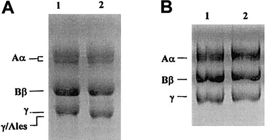 Fig. 3. SDS-PAGE of purified fibrinogen after reduction with 2-mercaptoethanol. / (A) 10% SDS-PAGE according to Laemmli.27 (B) 10% SDS-PAGE according to Weber and Osborn.21 Lane 1, normal fibrinogen; lane 2, fibrinogen Alès.