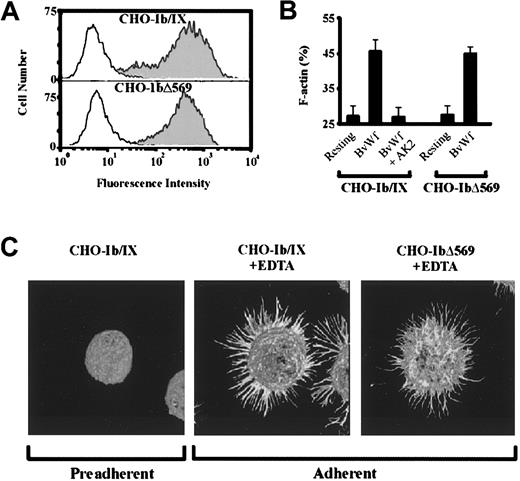 Fig. 8. vWf induces actin polymerization in CHO-Ib/IX and CHO-IbΔ569 cells. / (A) Surface expression of GPIbα on CHO-Ib/IX and CHO-IbΔ569 cells was examined by FACS analysis using the anti-GPIb mAb, ALMA12 (filled histogram), as detailed under “Materials and methods.” (B) CHO-Ib/IX and CHO-IbΔ569 cells (3 × 106/mL) were stirred in the presence of buffer (resting) or BvWf (10 μg/mL) for 20 minutes. Where indicated, cells were also incubated with an anti-GPIb mAb, AK2 (5 μg/mL), prior to the initiation of aggregation. The cells were then lysed and F-actin contents in the whole lysates determined using the DNaseI inhibition assay. Results are the mean ± SE from 3 experiments, performed in duplicate. (C) CHO-Ib/IX cells (1 × 106/mL) were fixed in suspension (preadherent) with 3.7% formaldehyde for 10 minutes, prior to adhesion to poly-l-lysine (100 μg/mL)–coated coverslips. Alternatively, CHO-Ib/IX or CHO-IbΔ569 cells were adhered to a HvWf matrix (10 μg/mL) in the presence of 1 μg/mL botrocetin and 2 mmol/L EDTA for 60 minutes (adherent). Adherent cells were fixed, permeabilized, stained with fluorescein isothiocyanate-conjugated phalloidin and subjected to confocal fluorescence microscopy (100 × objective) as described under “Materials and methods.” The images presented were reconstructed using VoxBlast software and are representative of 5 independent experiments.
