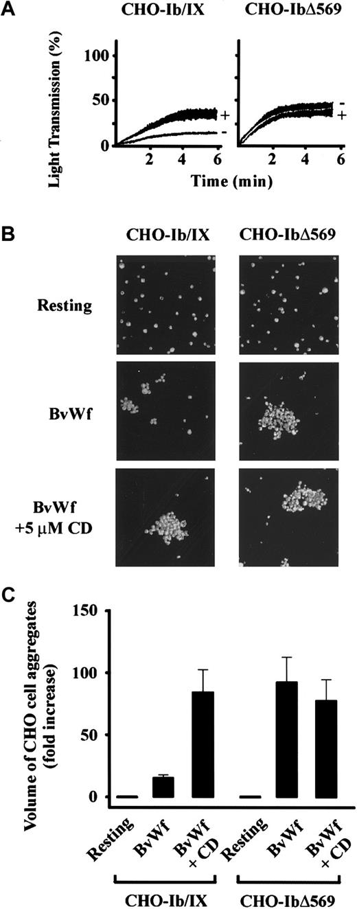 Fig. 9. Disrupting the physical link between GPIbα and the cytoskeleton abolishes the ability of CD to enhance vWf-induced cell aggregation. / (A) CHO-Ib/IX and CHO-IbΔ569 cells (3 × 106/mL) were incubated with vehicle alone (−) or 5 μmol/L CD (+). The cells were then aggregated in a platelet aggregometer using BvWf (5 μg/mL). The aggregation traces are from 1 experiment, representative of 5 independent experiments. (B) CHO-Ib/IX and CHO-IbΔ569 cells (3 × 106/mL) were incubated with vehicle alone or 5 μmol/L CD, then stirred for 5 minutes in the presence of control buffer (resting) or BvWf (5 μg/mL). Cells were then fixed, stained, mounted onto glass slides, and subjected to confocal microscopy (10 × objective) as described for Figure 4D. Images were obtained from 1 experiment, representative of 5. (C) Cells from 8 random fields (10 × objective) were subjected to volumetric analysis, and the extent of cell aggregation was expressed as the fold increase in the volume of cell aggregates over that detected for Me2SO-treated control cells. Results are the mean ± SE from 5 experiments.