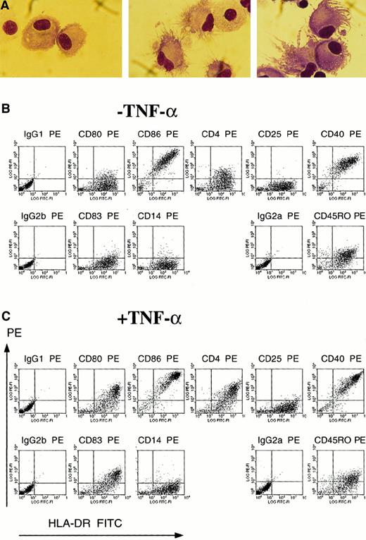 Fig. 3. Monocyte-derived DCs obtained after 4 days of maturation with TNF-α express the morphology and phenotype of mature DCs. / (A) Immature DCs cultured for 8 days in IL-4 and GM-CSF (left) or mature DCs cultured for 4 days in IL-4 and GM-CSF plus 4 days in IL-4 and GM-CSF and TNF-α (center and right) were cytospun onto glass slides and stained by Wright-Giemsa. Magnification  × 100. (B) (C) Flow cytometric analysis of immature DCs cultured for 8 days in IL-4 and GM-CSF (B) and mature DCs cultured for 4 days in IL-4 and GM-CSF plus 4 days in IL-4 and GM-CSF and TNF-α (C). DCs were double-stained with a panel of PE-conjugated mAbs and with FITC-conjugated mAb HLA-DR. Cells were also stained with isotype controls for the PE-conjugated mAbs and were double-stained with FITC-IgG2a, the isotype control for FITC-conjugated HLA-DR.