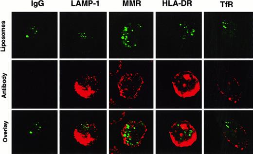 Fig. 2. Non-colocalization of HPTS-SL with various cellular compartments in DC. / Human DC were incubated with HPTS-SL for 24 hours. After incubation, SL were washed out, and cells were mounted on slides and stained intracellularly (for details, see “Materials and methods”) with control IgG or antibodies against LAMP-1, the macrophage mannose receptor (MMR), MHC class II (HLA-DR), and the transferrin receptor (TfR). Results are shown as HPTS-SL only (excitation for green, top), antibody staining (excitation for red, middle), and the computerized overlay of these pictures (bottom). Yellow in the bottom panels indicates colocalization of green and red (magnification, 1000×).