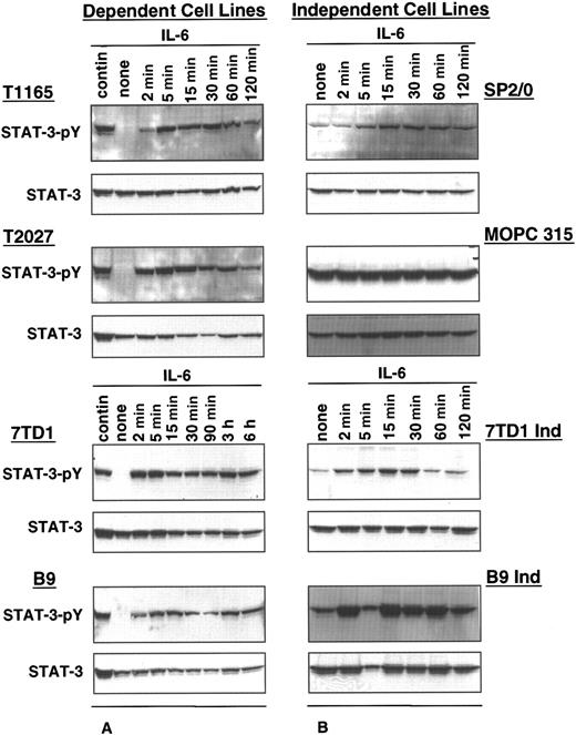 Fig. 1. STAT3 phosphorylation in IL-6–dependent and –independent cell lines. / IL-6–dependent cells were cultured continuously in IL-6–containing medium or starved from IL-6 for 10 hours (T1165), 30 hours (T2027), or 48 hours (7TD1 and B9) and restimulated with IL-6 (500 U/mL for T1165 and T2027,100 U/mL for 7TD1 and B9) for the indicated times (A). IL-6–independent cells (SP2/0, MOPC315, 7TD1Ind, and B9Ind) were cultured continuously in medium without IL-6 or were stimulated with IL-6 (100 U/mL) for the indicated times (B). Crude cell lysates were resolved by 10% SDS-PAGE, and phosphorylation of STAT3 was detected by immunoblotting with an anti-phosphorylated STAT3 antibody (STAT3 pY). Blots were stripped and reprobed with anti-STAT3 antibody.